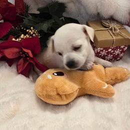 Ottis - Cream male Chihuahua puppy in Fallon, Nevada from Blue Chihuahuas of Nevada