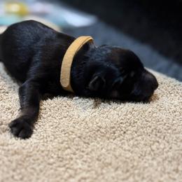 Sierra - Black and tan female German Shepherd puppy in Barnhart, Missouri from Combat Creek German Shepherds