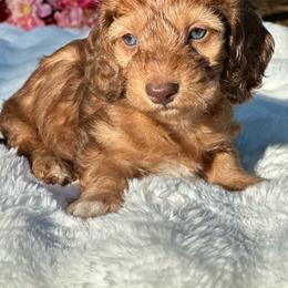 Roux -  long hair- silky - Red male Dachshund puppy in Lakeland, Florida from Elite Doxies Florida
