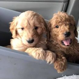 Goldendoodles from Duke's Doodles