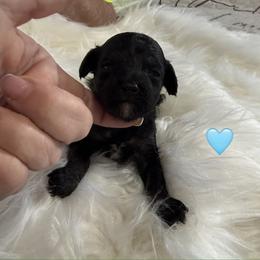 Biscoff Cookie - Phantom male Poodle puppy in Columbiaville, Michigan from LAE Poodles