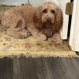 Cavalier King Charles Spaniel, Cavapoo, and Poodle All Grown Up from Melissa's East End Cavaliers