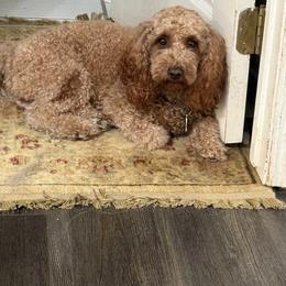 Cavalier King Charles Spaniel, Cavapoo, and Poodle All Grown Up from Melissa's East End Cavaliers