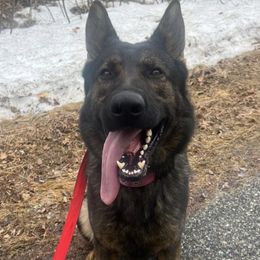 Jared - Sable male German Shepherd puppy in Hollis Center, Maine from Noble German Shepherds of Maine