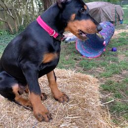 Doberman Pinscher Puppies from Spellbound Doberman Pinschers