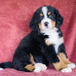 Red Collar Male - Black rust and white male Bernese Mountain Dog puppy in Bristol, Tennessee from Holston Hollow Farm