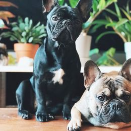 French Bulldog All Grown Up from Freeline Frenchies