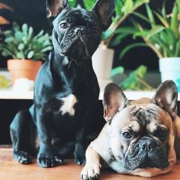 French Bulldog All Grown Up from Freeline Frenchies
