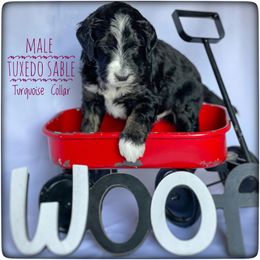 Aussiedoodle and Australian Shepherd Puppies from Dunroamin Farms Australian Shepherds and Aussiedoodles