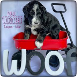 Aussiedoodle and Australian Shepherd Puppies from Dunroamin Farms Australian Shepherds and Aussiedoodles