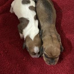 Pie boy - Piebald male Dachshund puppy in Paris, Texas from Michel Creek Kennel