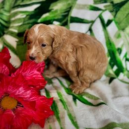 Stryper - Brown male Cavapoo puppy in Atlantic County, New Jersey from Sweet Doodles and Poos