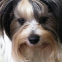 Zollie - Biewer Terrier