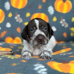 Brown Girl - Liver and white female German Wirehaired Pointer puppy in Reddick, Florida from Afterhours German Wirehaired Pointers and Basset Fauve de Bretagne