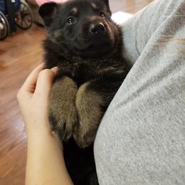 German Shepherd Puppies from Morris German Shepherds