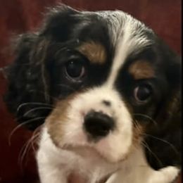 Cavalier King Charles Spaniels from Aura-River