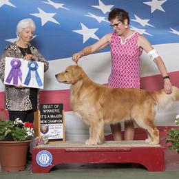 Golden Retriever All Grown Up from High Flyer Golden Retrievers