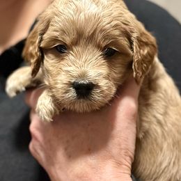 Yellow girl - Apricot female Australian Labradoodle puppy in Bend, Oregon from High Desert Labradoodles