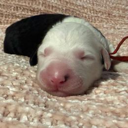 Red - Gray and white female Old English Sheepdog puppy in Iowa from Midwest Puppy Paws