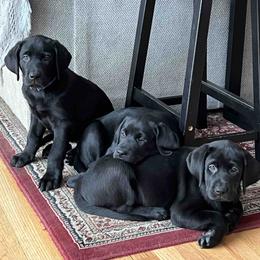 Labrador Retriever Puppies from Branley's Riverside Labradors