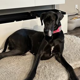 Ruth - Great Dane
