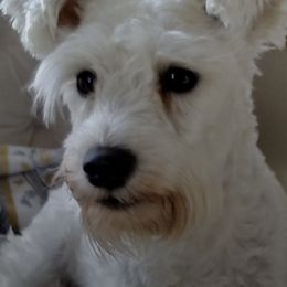 Miniature Schnauzers and Shih Tzus from Farmview Puppies