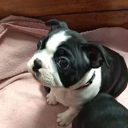 Boston Terrier Puppies from Bagosy's Boston Terriers 6