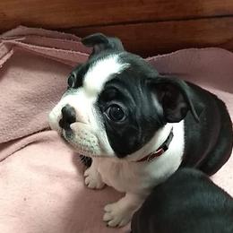 Boston Terrier Puppies from Bagosy's Boston Terriers 6