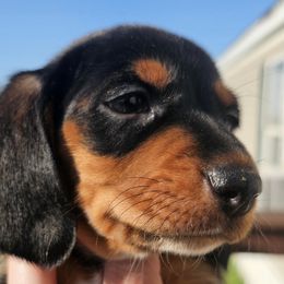 Dachshunds from Duke's Doxie's