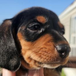 Dachshunds from Duke's Doxie's