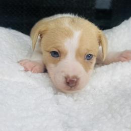 Spice - Red female Companion Cross puppy in Garvin, Oklahoma from Hochatown Awesome Aussies