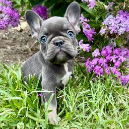 Coco - Blue female French Bulldog puppy in Wichita, Kansas from Let's keep it frenchie!