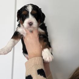 Boy 2 - Tri-color male Bernedoodle puppy in O'fallon, Missouri from Rockin R Doodles