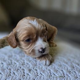 Yellow Collar Boy - Cream male Cavapoo puppy in Almira, Washington from Cavapoo Cuddles