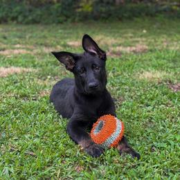 Greta - Bi-color female German Shepherd puppy in New York from Spitze German Shepherds