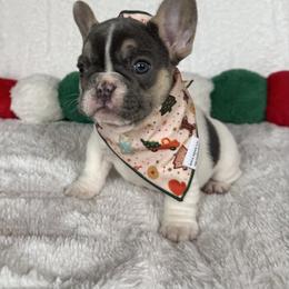 Dianna Ross - Tricolors female French Bulldog puppy in Sterling Heights, Michigan from Freshwater Frenchies