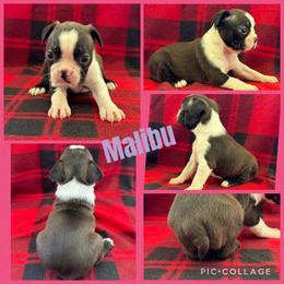 Malibu - Black brindle and white female Boston Terrier puppy in Wheatland, California from 🐾❤️ Stephanie's Boston Terriers ❤️🐾