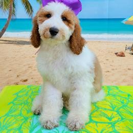 Charlie's Purple Girl - Parti female Goldendoodle puppy in Kountze, Texas from Texas Doodles LLC