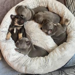 French Bulldog Puppies from NC French Kiss-A-Bulls