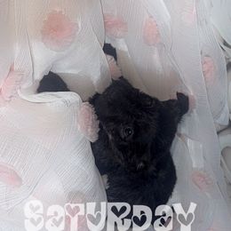 Abby - Black brindle female Scottish Terrier puppy in Mancelona, Michigan from Stefany Farm of Happiness