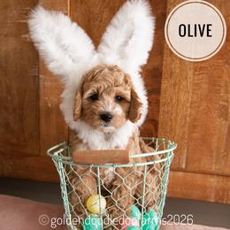 Olive - Caramel ice female Golden Aussiedoodle puppy in Hyrum, Utah from Goldendoodledoo Farms