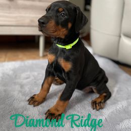 Burgundy lime green collared girl - Black and rust female Doberman Pinscher puppy in Winamac, Indiana from DIAMOND RIDGE DOBERMANS
