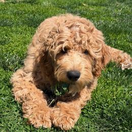 Miss Orange - Apricot female Goldendoodle puppy in Monticello, Indiana from Faithfully Yours Doodles