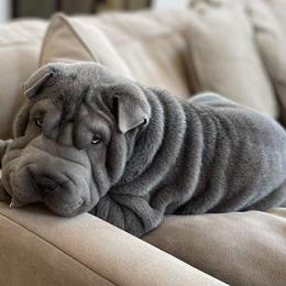 Chinese Shar-Pei Puppies from DCSHARPEI