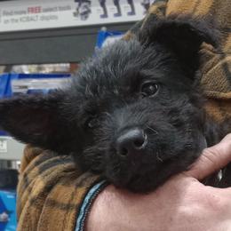 Girl 5 photos coming soon - Silver brindle female Dutch Shepherd puppy in Ball Ground, Georgia from Coswald's