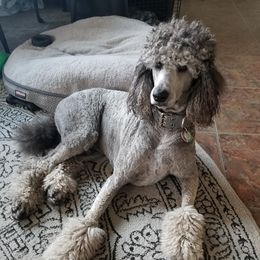 Otto - Poodle