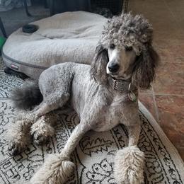 Otto - Poodle