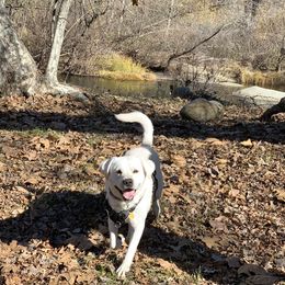 Labrador Retriever All Grown Up from Chateau St. John