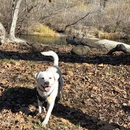 Labrador Retriever All Grown Up from Chateau St. John