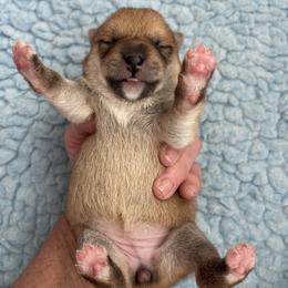 Girl 2 - Red female Shiba Inu puppy in Milton, Florida from Moonlight Shibas